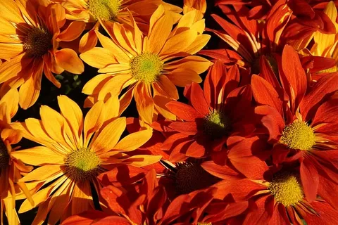 浅，聚焦摄影，红，黄，花，秋天，紫苑，五颜六色