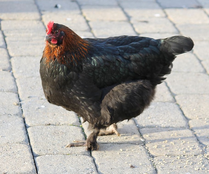 鸡，动物，家禽，鸟，家禽，母鸡，公鸡，公鸡