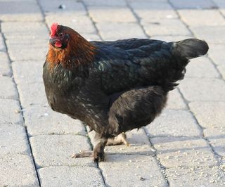 鸡，动物，家禽，鸟，家禽，母鸡，公鸡，公鸡