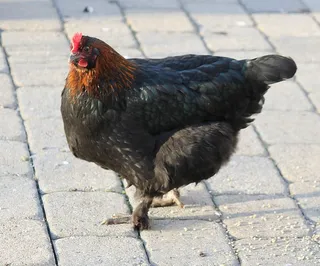 鸡，动物，家禽，鸟，家禽，母鸡，公鸡，公鸡