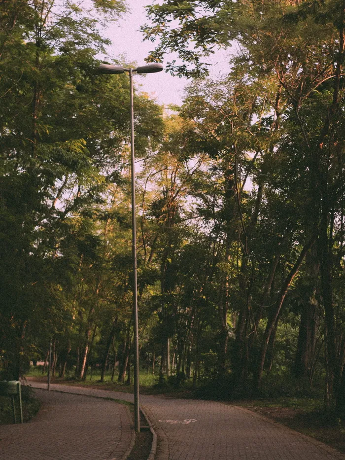 空荡荡的公园与灯柱
