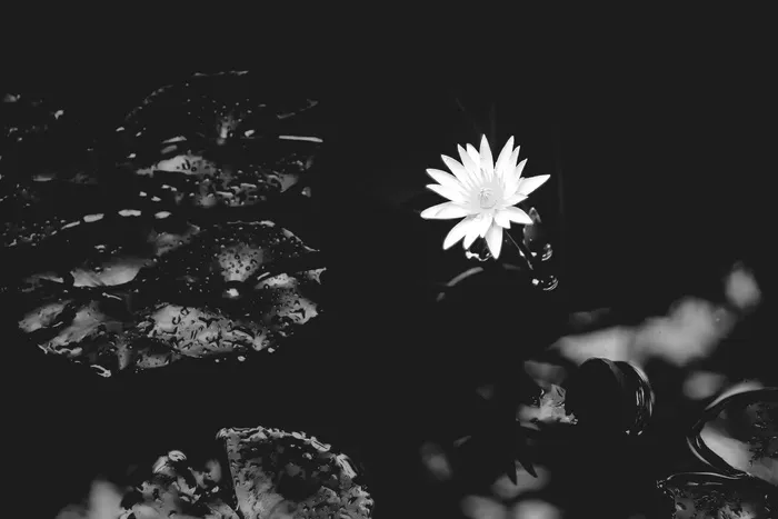 选择性，颜色，白色，花瓣，睡莲，百合，水，自然