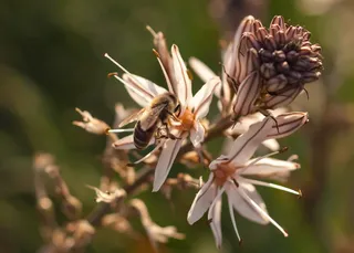 希腊, 阿利莫斯, 帕尼山, 花, 植物, 春天, 自然之美, 非城市场景