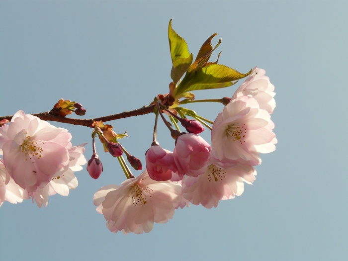 樱花，开花，开花，树，日本樱花，日本开花樱花，樱花，樱花