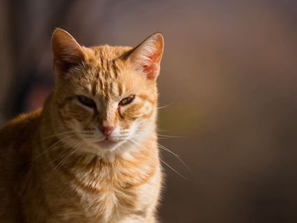 猫，小猫，眼睛，眼睛，阴影，可爱，美丽，耳朵