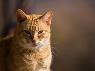 猫，小猫，眼睛，眼睛，阴影，可爱，美丽，耳朵