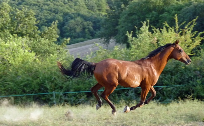 棕色跑马、马、纯阿拉伯血统、马繁殖、马、pre、驰骋、被盗