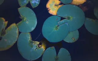 绿叶、giardino delle rose、意大利、firenze、水、护垫、绿色、百合护垫