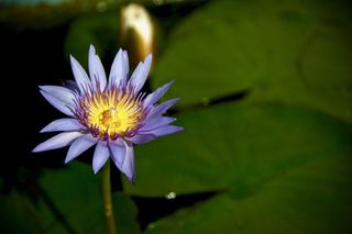 紫蓝色花朵的选择性聚焦摄影