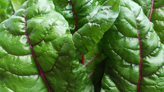 园艺, 花园, 新鲜, 绿色, 脆, 食品, 健康, 生菜