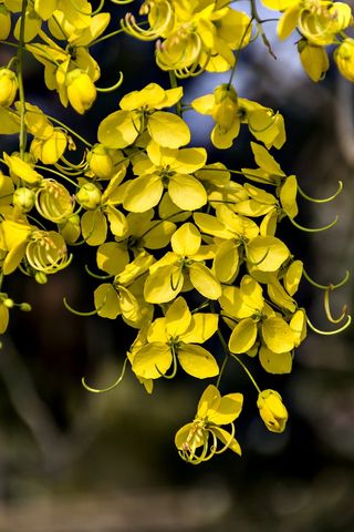 金色阵雨，花，开花，开花，弯曲，植物，自然，黄色