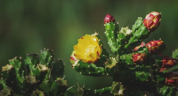 仙人掌,花梨,黄色,花朵,红色,绿色,水果,自然 仙人掌,花梨,黄色,花朵,红色,绿色,水果,自然