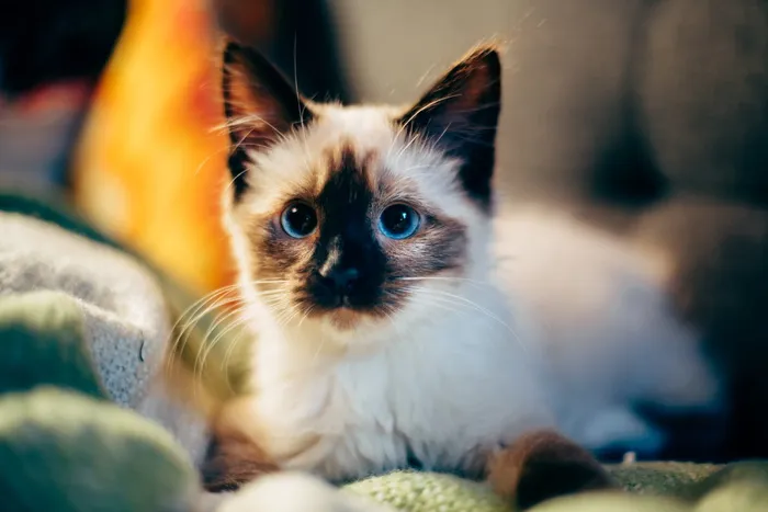 猫，小猫，动物，宠物，模糊，毯子，家养，宠物