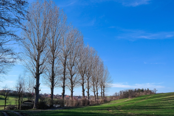 杨树，树木，天空，风景，春天，树木，植物，光秃秃的树