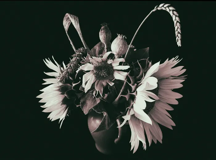 花卉，向日葵，经济植物，向日葵之花，花卉，自然，植物，树叶