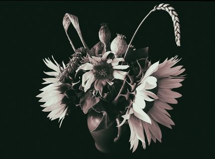 花卉，向日葵，经济植物，向日葵之花，花卉，自然，植物，树叶