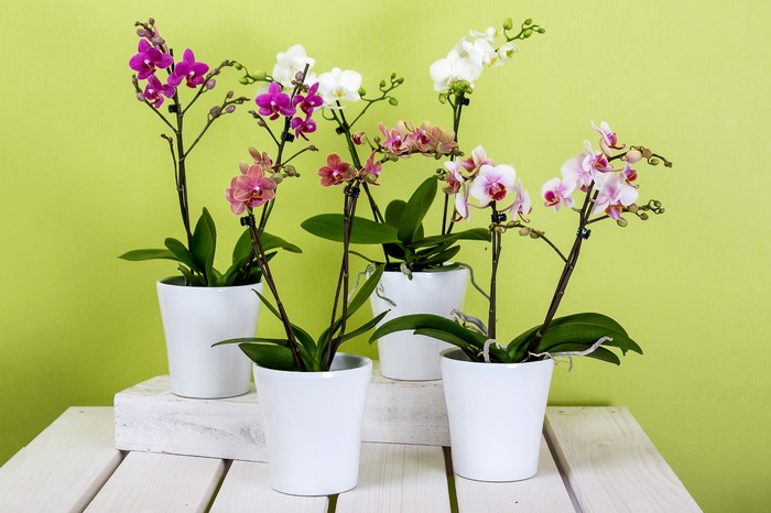 白色、紫色、红色、花瓣状花朵、花盆、花朵、兰花、蝴蝶兰