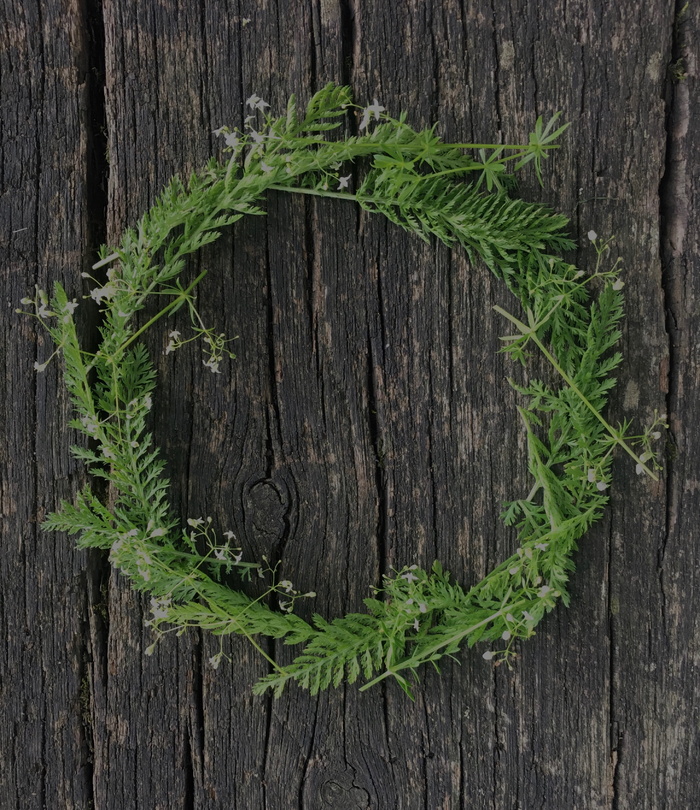 自然，木质材料，绿色，植物，特写，无人，正上方，树叶