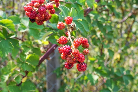 覆盆子,树,自然,水果,美味,甜,酸,红 覆盆子,树,自然,水果,美味,甜,酸,红