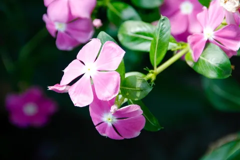 兰花，开花，开花，花，植物，自然，野生兰花，植物