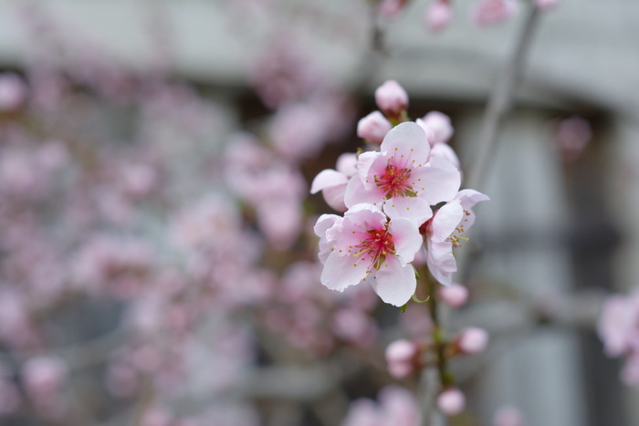 花朵，淡粉色，油桃，花朵油桃，春天，粉色，美味，花朵