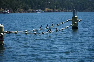 鸬鹚, 鸬鹚, 鸟类, 野生动物, 鸟晒黑, 水禽, 海洋, 水