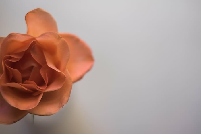 米色，花瓣花，白色，表面，花，花瓣，开花，模糊