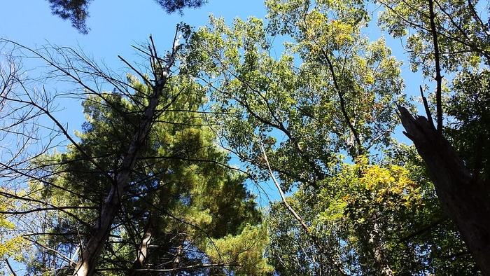 自然，树木，天空，森林，风景，自然，绿色，阳光