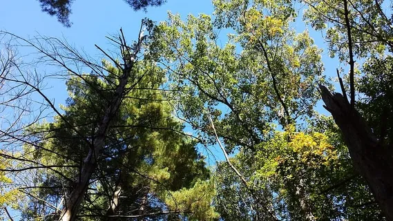 自然,树木,天空,森林,风景,自然,绿色,阳光 自然,树木,天空,森林,风景,自然,绿色,阳光