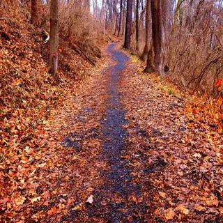 树木,小径,树叶,秋天,秋天,森林,风景,自然 树木,小径,树叶,秋天,秋天,森林,风景,自然