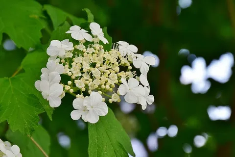 采购产品白色的花,绣球花,绣球花白色圆顶,装饰植物,花,自然,植物,花园 采购产品白色的花,绣球花,绣球花白色圆顶,装饰植物,花,自然,植物,花园