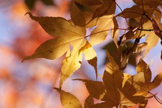 选择性, 焦点照片, 枫, 叶子, 秋季, 叶, 黄色, 橙色