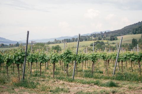 德国斯塔芬的葡萄园