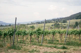 德国斯塔芬的葡萄园