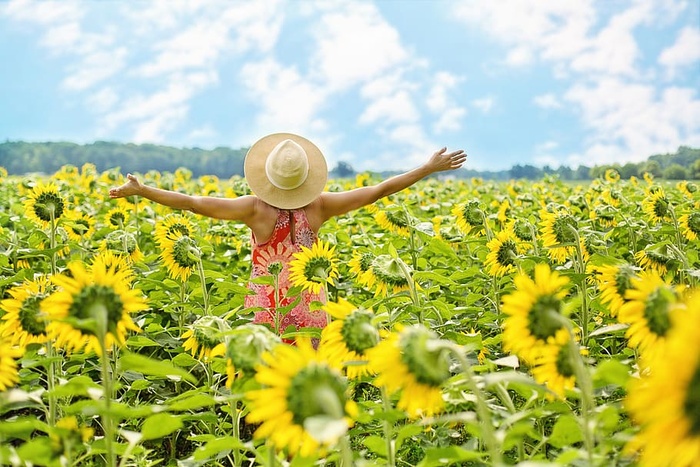 向日葵，田野，女人，黄色，夏天，花朵，花朵，花朵