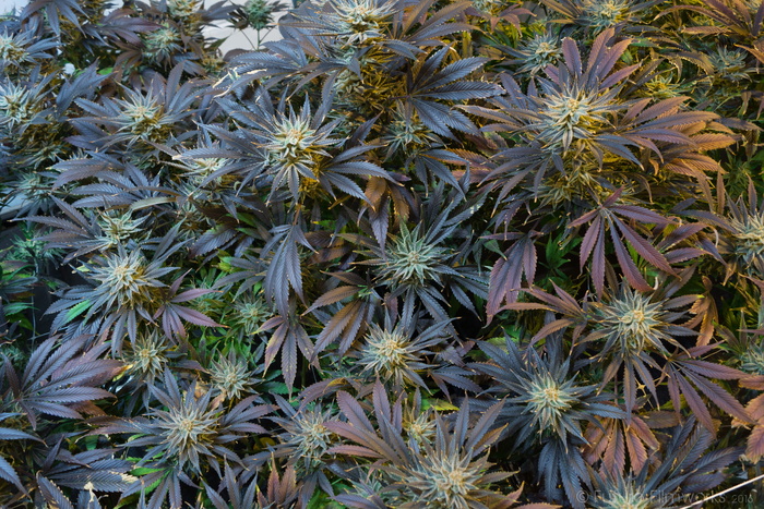 栗色，绿色，植物，户外，大麻，大麻，大麻，杂草