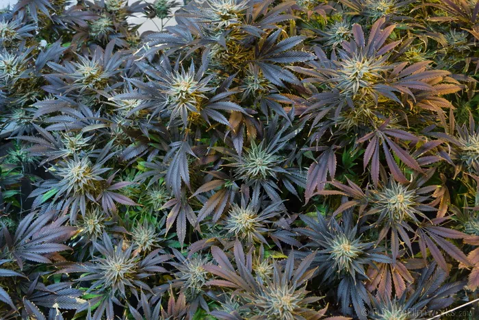 栗色，绿色，植物，户外，大麻，大麻，大麻，杂草