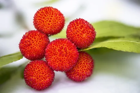 红色,水果,旁边,绿色,叶子,杨梅,水果,食用 红色,水果,旁边,绿色,叶子,杨梅,水果,食用