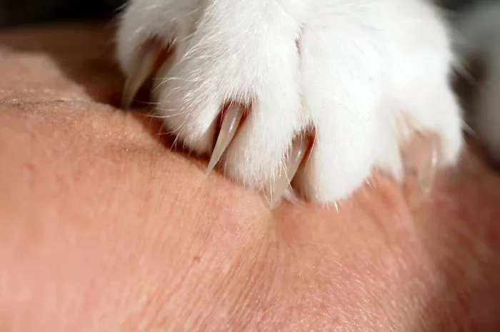 猫，爪子，皮肤，亲密，宠物，爪子，猫，爪子，动物