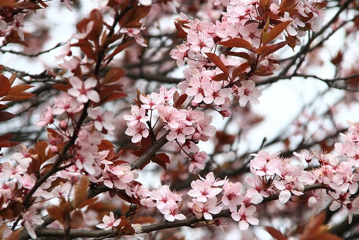 粉色，樱花，花朵，白天，春天，野餐，花朵，自然