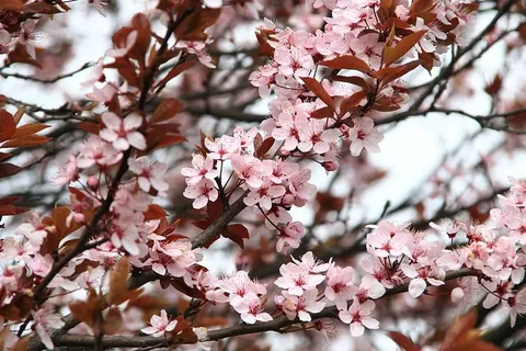 粉色,樱花,花朵,白天,春天,野餐,花朵,自然 粉色,樱花,花朵,白天,春天,野餐,花朵,自然