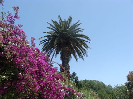 花，棕榈，海滩，棕榈树，促销，棕榈，海滩，树，棕榈树