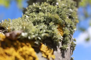 真菌, 树干, 飞行, 植物, 增长, 选择性焦点, 自然之美, 特写