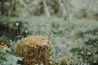 绿叶植物的微距摄影