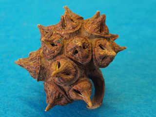 lehmannii桉树、石灰石marlock、晨星果、木质化、桉树、南非水果、澳大利亚、特写