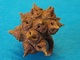 lehmannii桉树、石灰石marlock、晨星果、木质化、桉树、南非水果、澳大利亚、特写