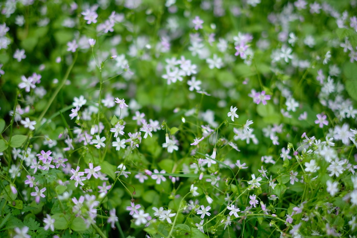 美国，柯克兰，植物，宁静，花卉，背景，图案，绿色