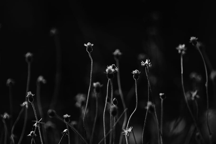 花的灰度照片