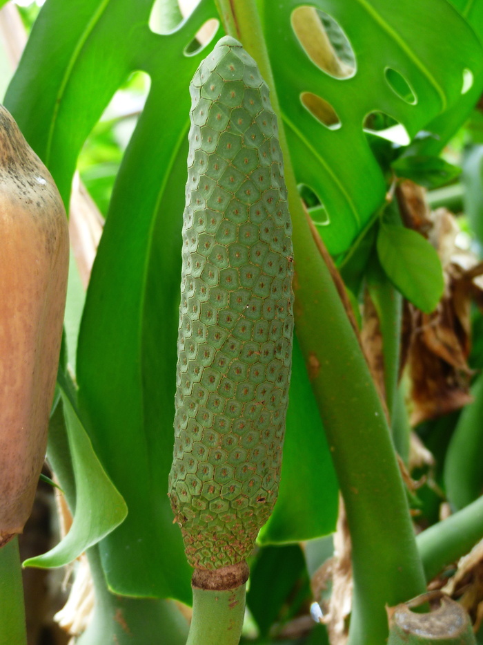 开花, 盛开, 蔓绿, 花序, 蔓蔓花, 树蔓蔓, 蔓蔓 bipinnatifidum, 树朋友