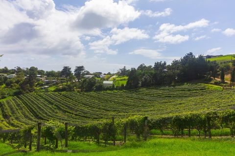 新西兰、奥克兰、卡萨米罗、小山、山坡、绿色、自然、户外